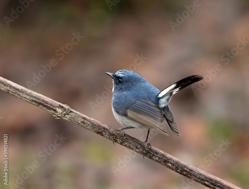 Slaty-blue Flycatcher, Ficedula tricolor