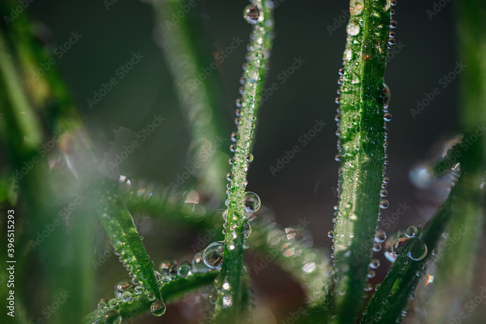 Blades of grass with drops of morning dew on the brown ground of the forest. Autumn grass. Close up shot, Abstract idea. Blades of grass with drops of morning dew on the brown ground of the forest. Autumn grass. Close up shot, Abstract idea.