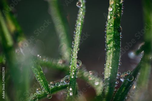 Blades of grass with drops of morning dew on the brown ground of the forest. Autumn grass. Close up shot, Abstract idea.