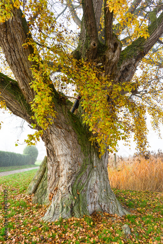 Herbststimmung Bodenseeufer Insel Reichenau
