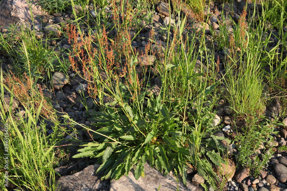 A plant among stones.Green grass with red seeds on a Sunny summer day.Rumex acetosa A plant among stones.Green grass with red seeds on a Sunny summer day.Rumex acetosa