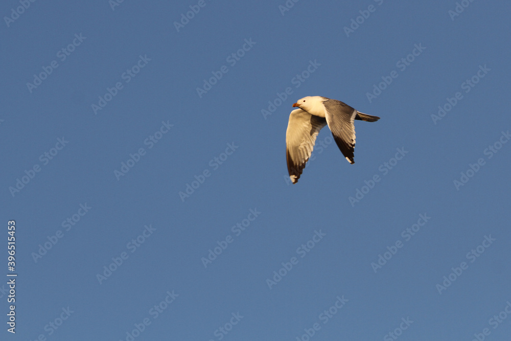 Obraz premium Mongolian gull, Larus mongolicus