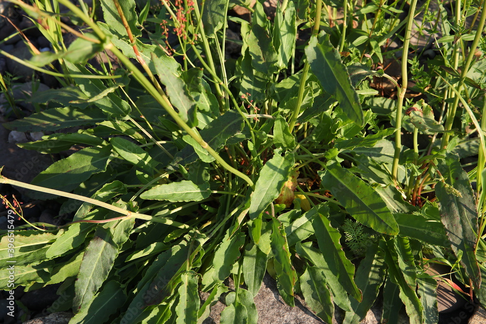 Obraz premium A plant among stones.Green grass with red seeds on a Sunny summer day.Rumex acetosa