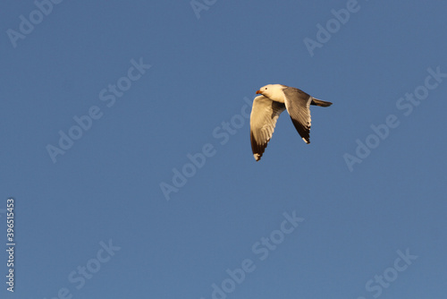 Mongolian gull, Larus mongolicus photo