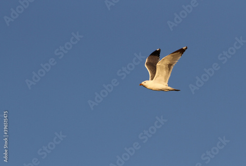 Mongolian gull, Larus mongolicus photo