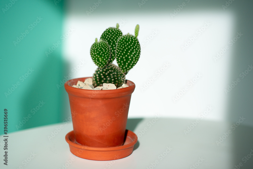 Cactus growing in clay pop at home Cactus growing in clay pop at home