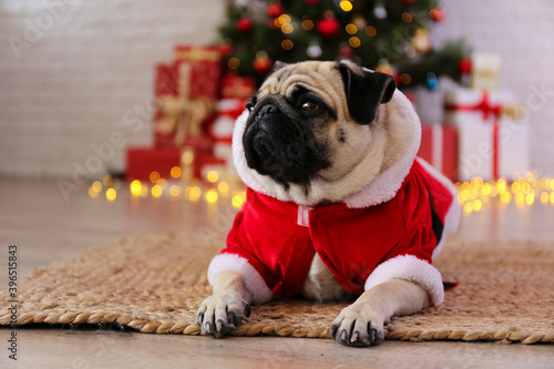 Adorable pug in santa suit over the christmas tree with blurry festive decor. Portrait of beloved dog with wrinkled face at home and pine tree with bokeh effect lights. Close up, copy space. © Evrymmnt