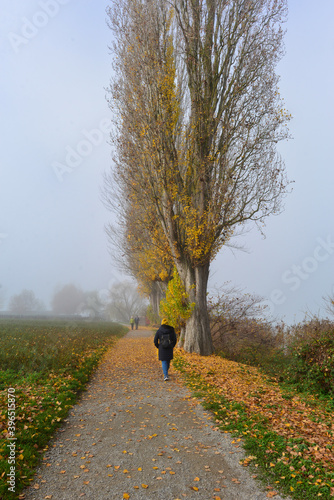Herbststimmung Bodenseeufer Insel Reichenau 