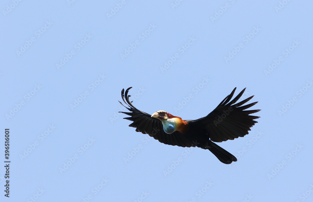 Sumba Hornbill, Rhyticeros everetti