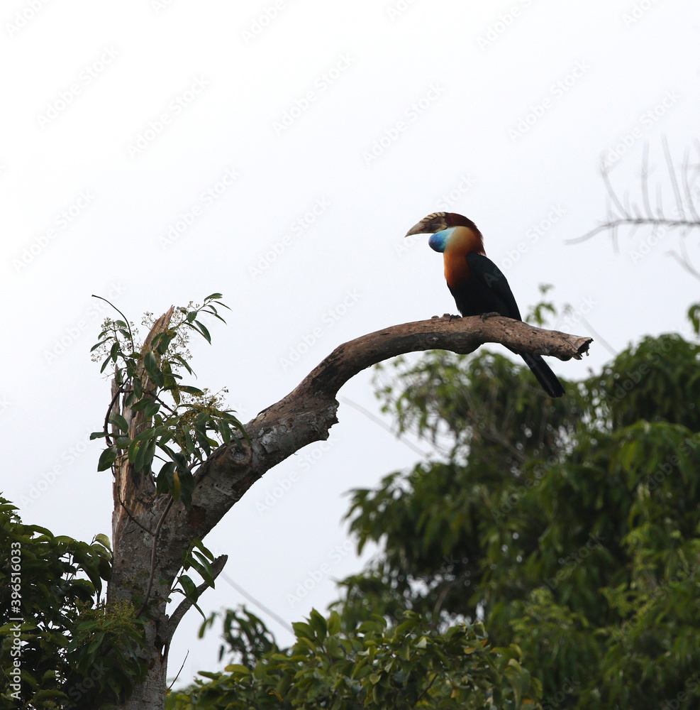 Fototapeta premium Sumba Hornbill, Rhyticeros everetti