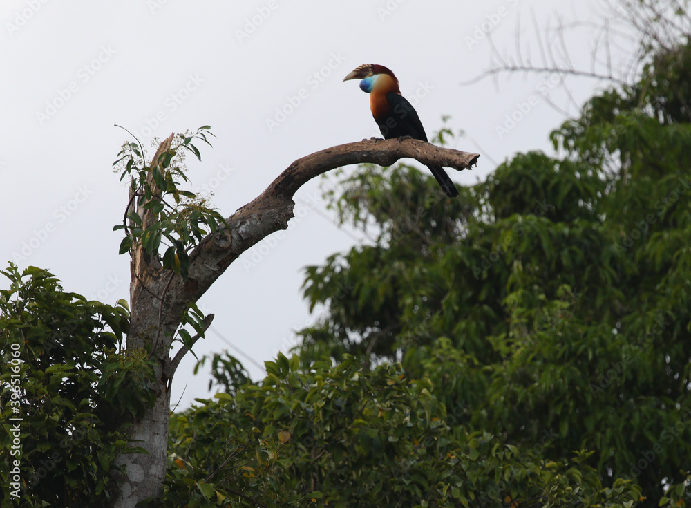 Fototapeta premium Sumba Hornbill, Rhyticeros everetti