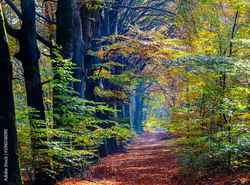 beautiful colors of an autumn forest in November, near Nijmegen Netherlands