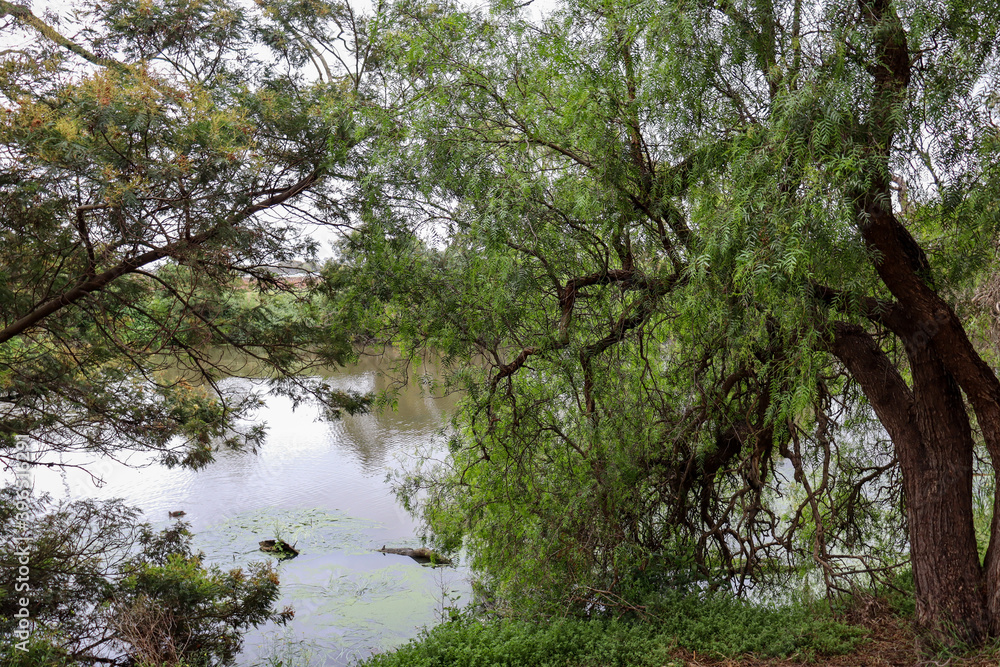 river in australian landscape with peppercorn tree