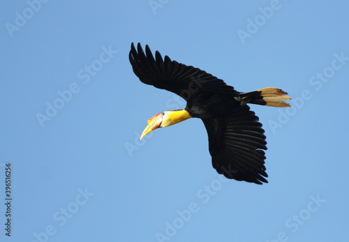 Wrinkled Hornbill, Rhabdotorrhinus corrugatus photo