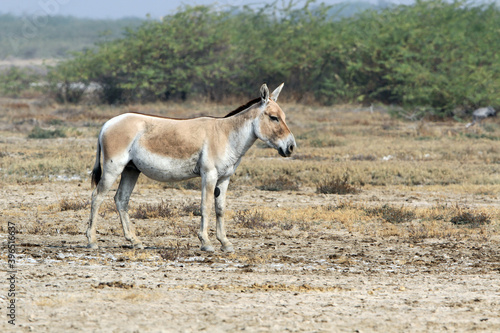 Indian wild ass, Equus hemionus khur