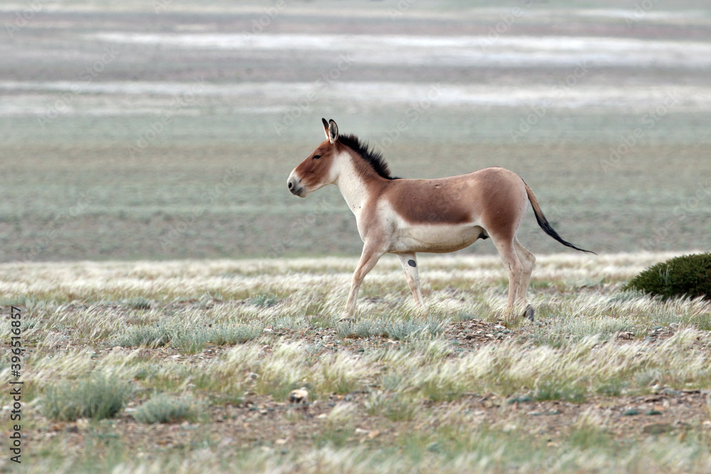 Fototapeta premium Kiang, Equus kiang