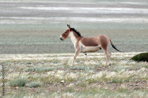 фотографія Kiang, Equus kiang
