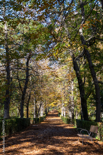 Landscape of trees on a path in a park, a sunny autumn day, vertical
