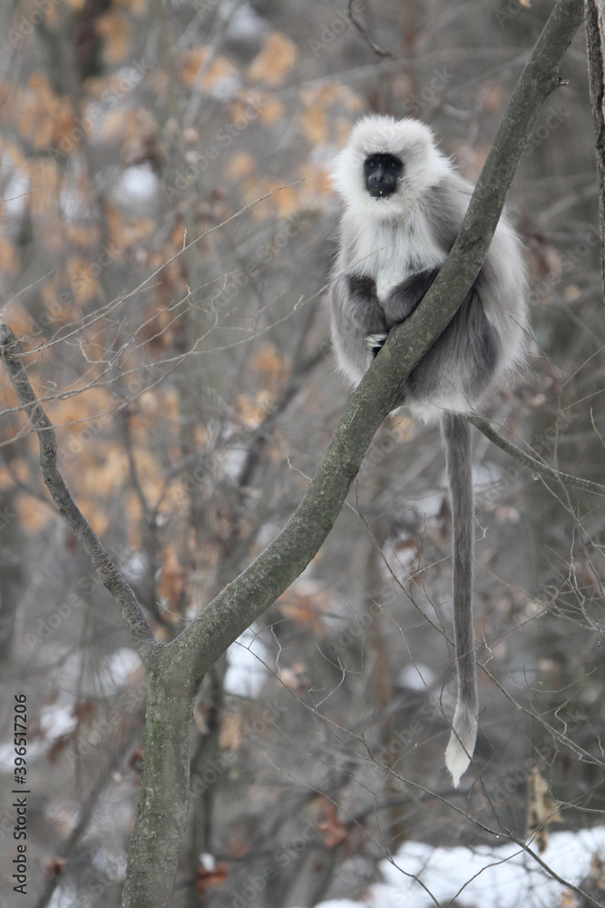 Obraz premium Himalayan grey langur Semnopithecus ajax