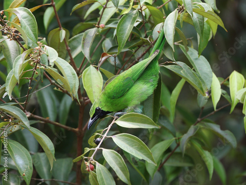 Greater Green Leafbird, Chloropsis sonnerati photo