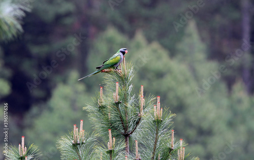  Lord Derby's Parakeet, Psittacula derbiana photo