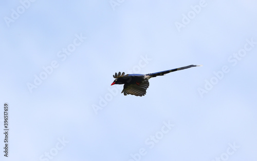 Taiwan Blue Magpie  Urocissa caerulea