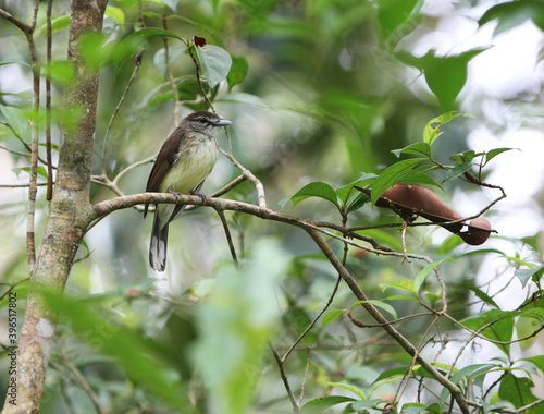 Hook-billed Bulbul, Setornis criniger photo