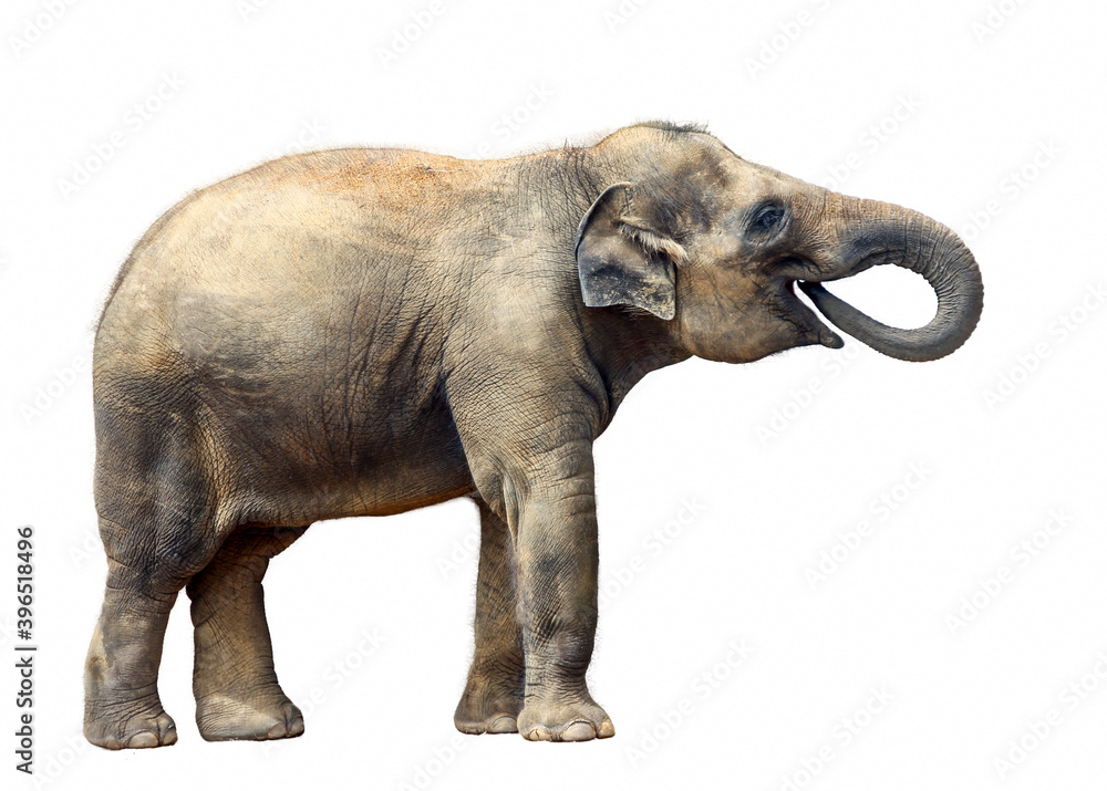 Obraz premium Photo a picture of an Elephant on a white background. The isolated image.