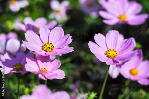 Light purple cosmos flower blooming in the sun. 