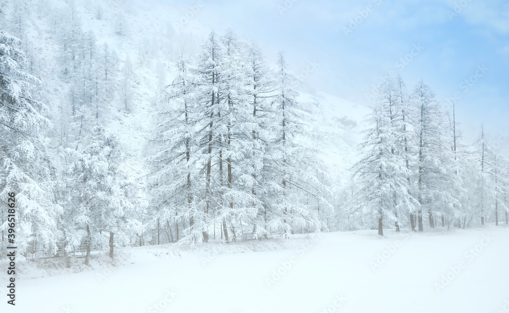 Naklejka premium Beautiful view of Trees with snow in winter park