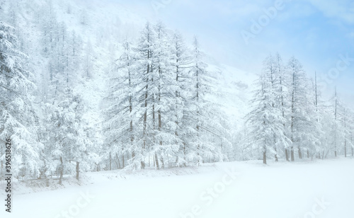 Beautiful view of Trees with snow in winter park © SASITHORN