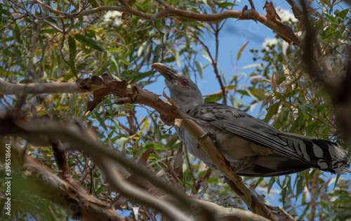 channel-billed cuckoo