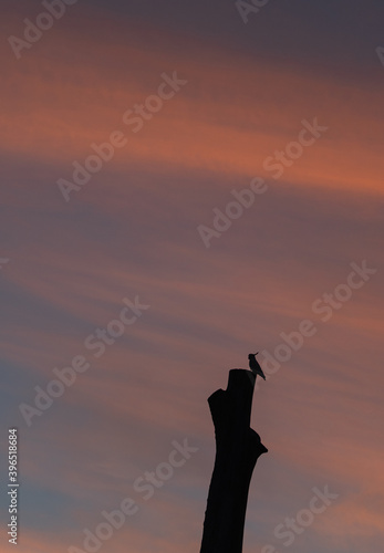 Bird on tree at sunset
