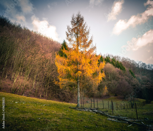 Yellow tree at the edge of the forest