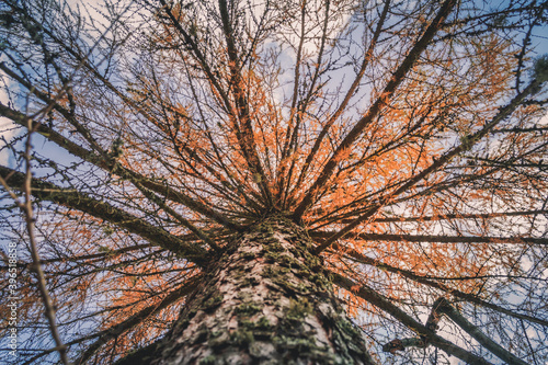 Yellow pine tree crown