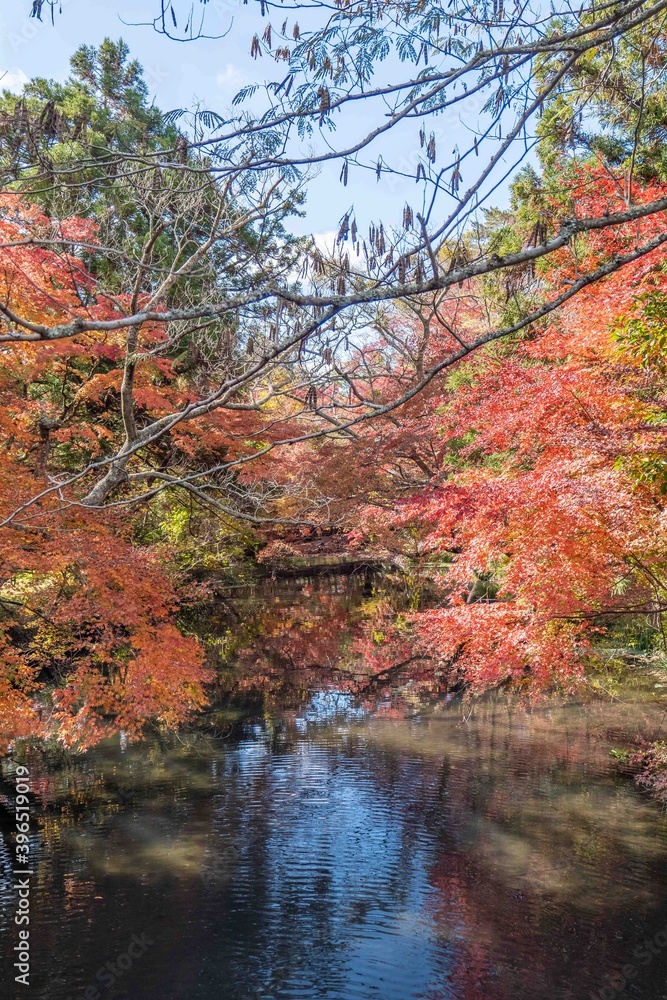 紅葉と川