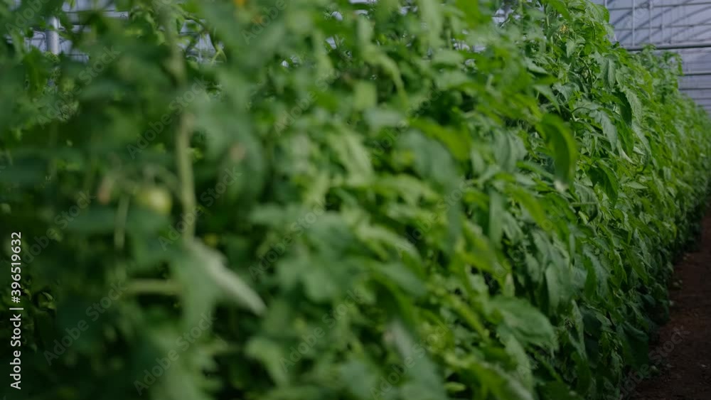 Rack focus across the leaves of tomato plants growing in a greenhouse. Rack focus across the leaves of tomato plants growing in a greenhouse.