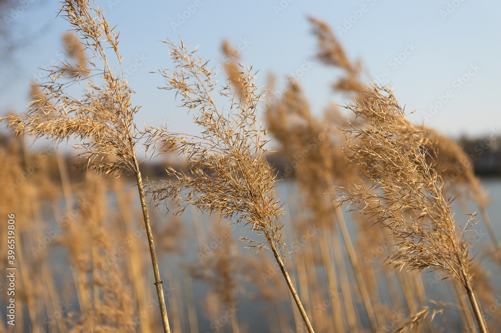 Fototapeta premium Plants on a lake in Finland