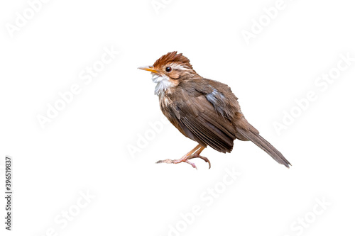 Puff-throated Babbler isolated on white background