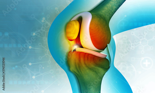 Human knee joint anatomy. 3d illustration.