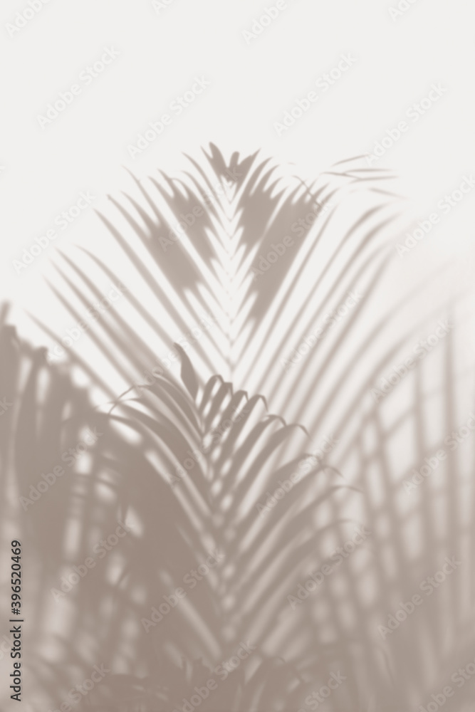 Fototapeta premium Blurred green palm leaves on off white background