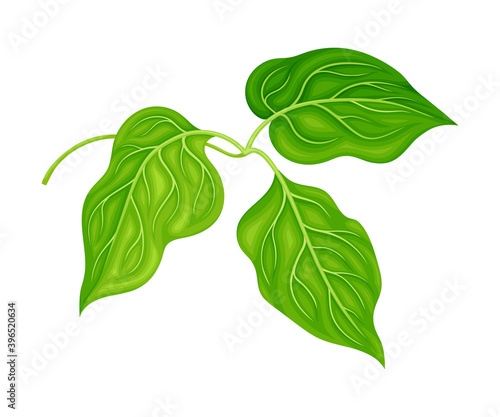 Sprout of Bean Plant with Green Leaves as Vegetable Crop Vector Illustration