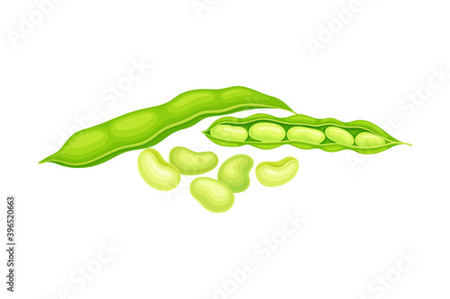 Green Open Pod with Kidney-shaped Beans or Seeds as Vegetable Crop Vector Illustration