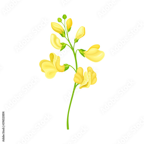 Green Stalks of Bean Plant with Blooming Flowers Vector Illustration