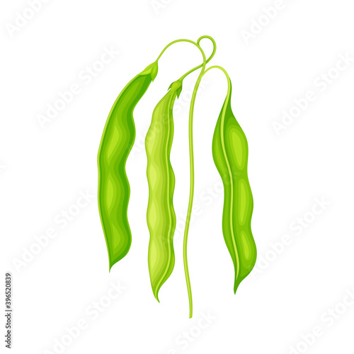 Green Stalk of Flowering Bean Plant with Hanging Pod as Vegetable Crop Vector Illustration