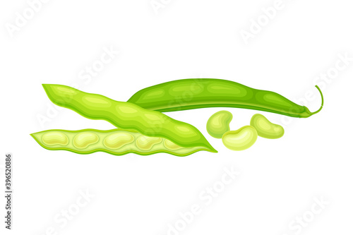 Green Open Pod with Kidney-shaped Beans or Seeds as Vegetable Crop Vector Illustration