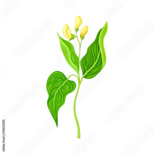 Green Stalks of Bean Plant with Blooming Flowers Vector Illustration