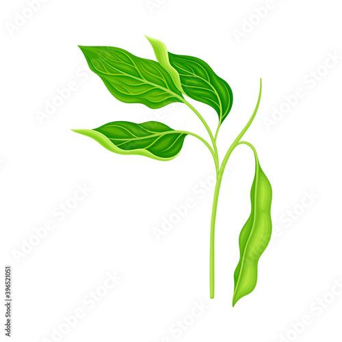 Green Stalk of Flowering Bean Plant with Hanging Pod as Vegetable Crop Vector Illustration