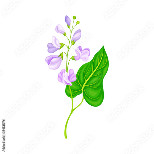Green Stalks of Bean Plant with Blooming Flowers Vector Illustration