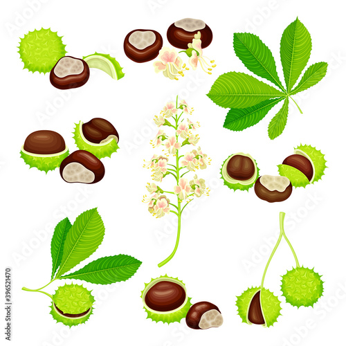Horse Chestnut or Aesculus Hippocastanum with Fruit in Green Spiky Capsule Shell Containing Conker Seed Vector Set